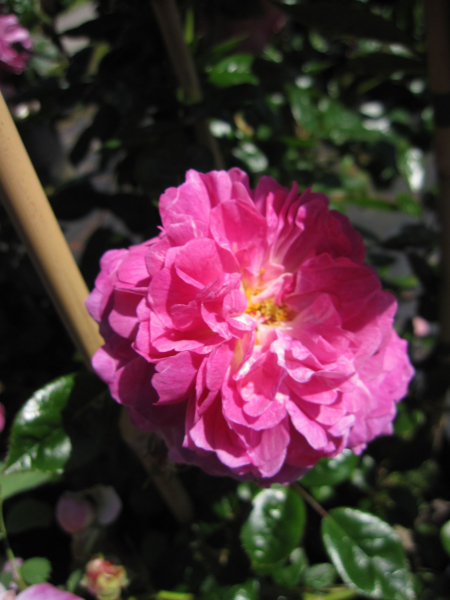 Kletterrose Aristide Briant